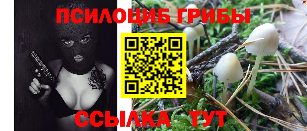 Галлюциногенные грибы Psilocybe Прохладный